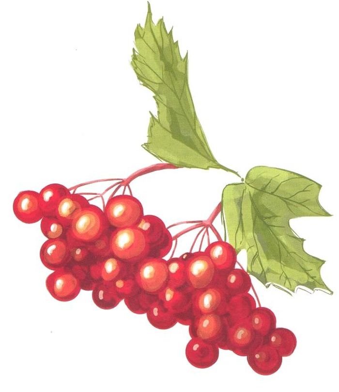 Immagini di viburno per bambini 80 disegni