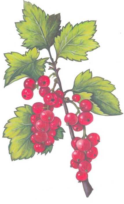 Immagini di viburno per bambini 80 disegni