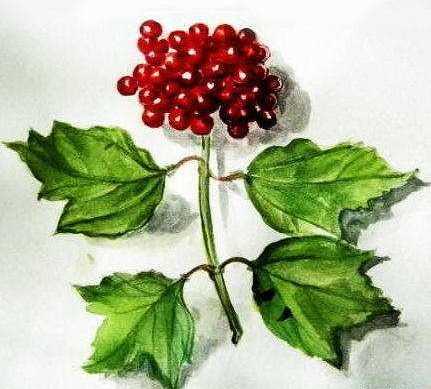 Immagini di viburno per bambini 80 disegni