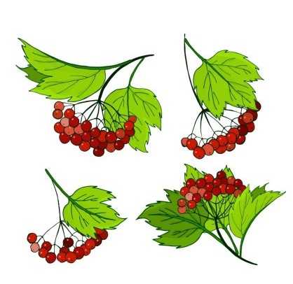 Immagini di viburno per bambini 80 disegni