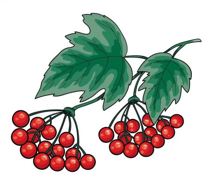 Immagini di viburno per bambini 80 disegni