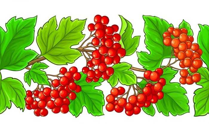 Immagini di viburno per bambini 80 disegni