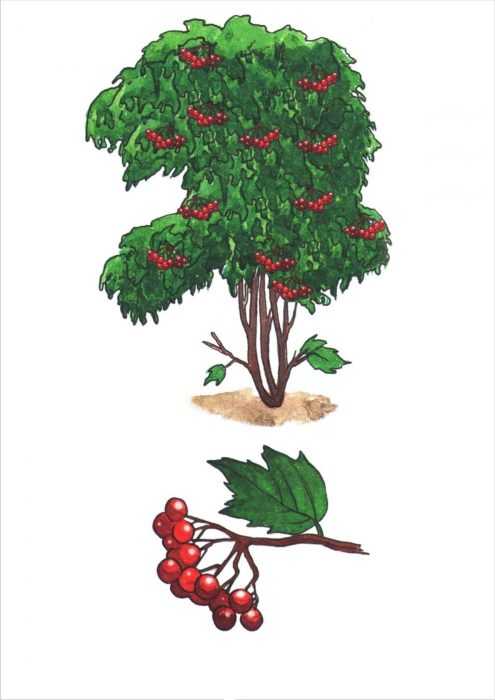 Immagini di viburno per bambini 80 disegni