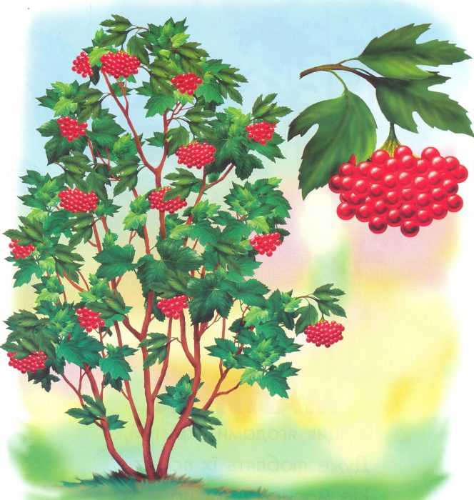 Immagini di viburno per bambini 80 disegni