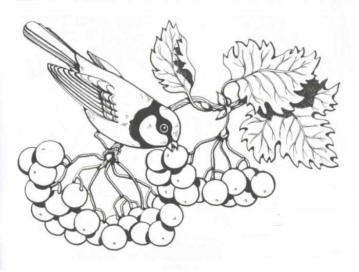 Immagini di viburno per bambini 80 disegni
