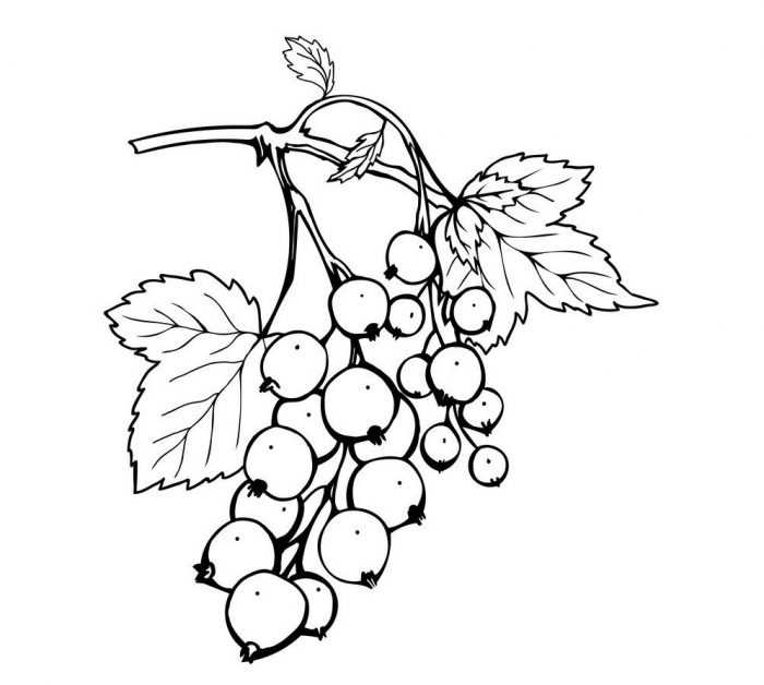 Immagini di viburno per bambini 80 disegni