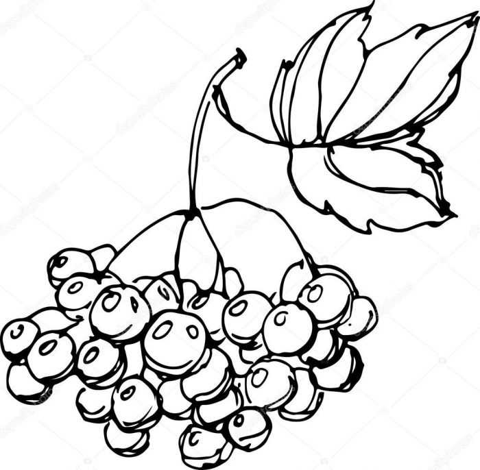 Immagini di viburno per bambini 80 disegni