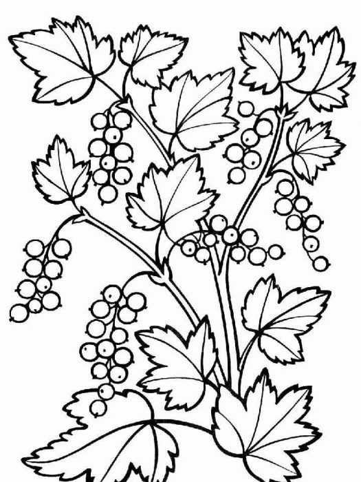 Immagini di viburno per bambini 80 disegni