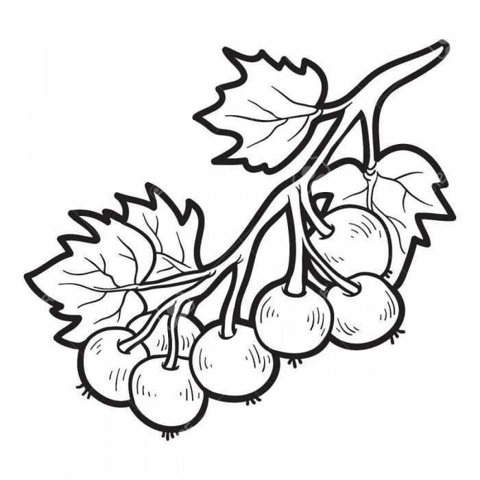 Immagini di viburno per bambini 80 disegni
