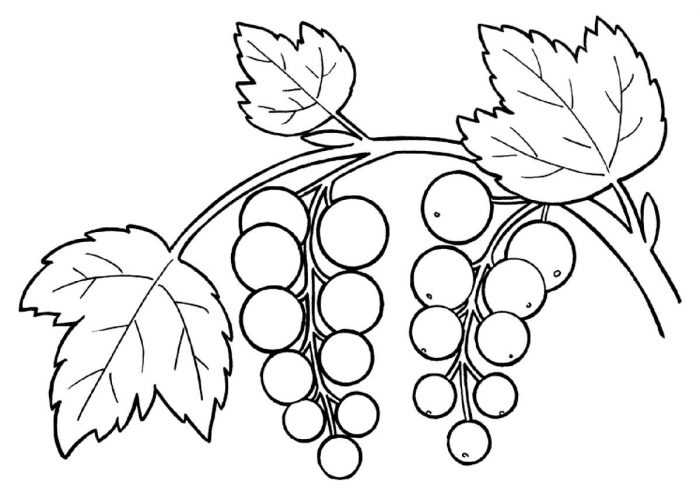 Immagini di viburno per bambini 80 disegni