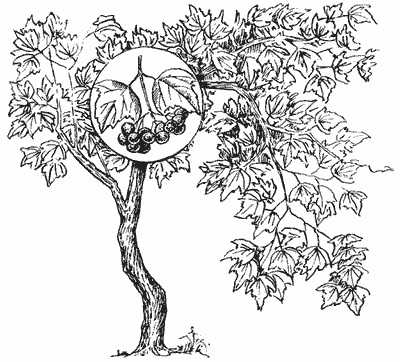 Immagini di viburno per bambini 80 disegni