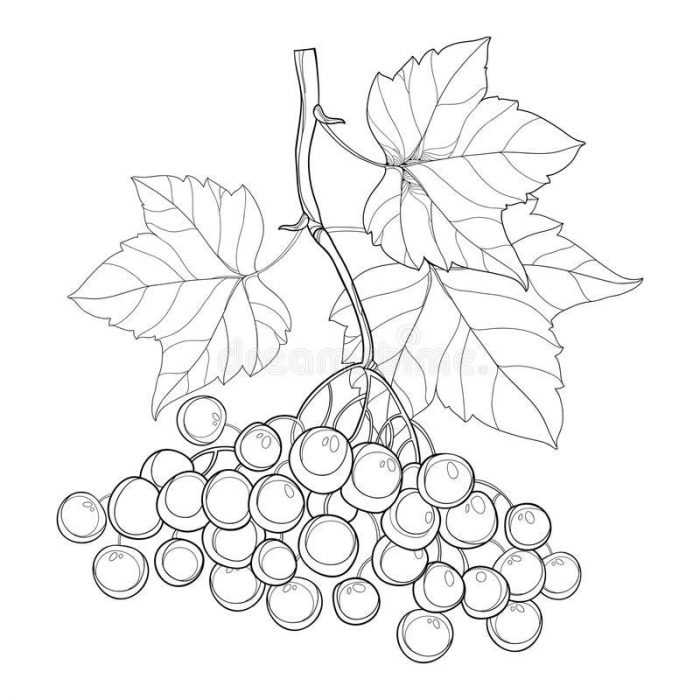 Immagini di viburno per bambini 80 disegni
