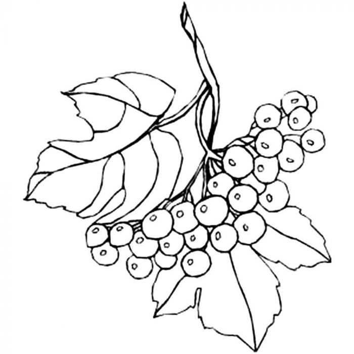 Immagini di viburno per bambini 80 disegni