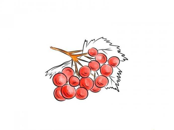Immagini di viburno per bambini 80 disegni
