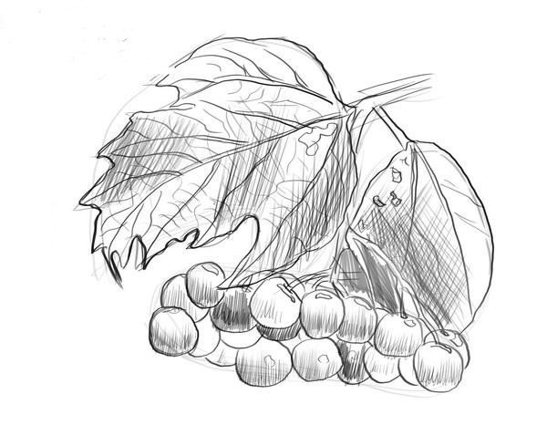 Immagini di viburno per bambini 80 disegni