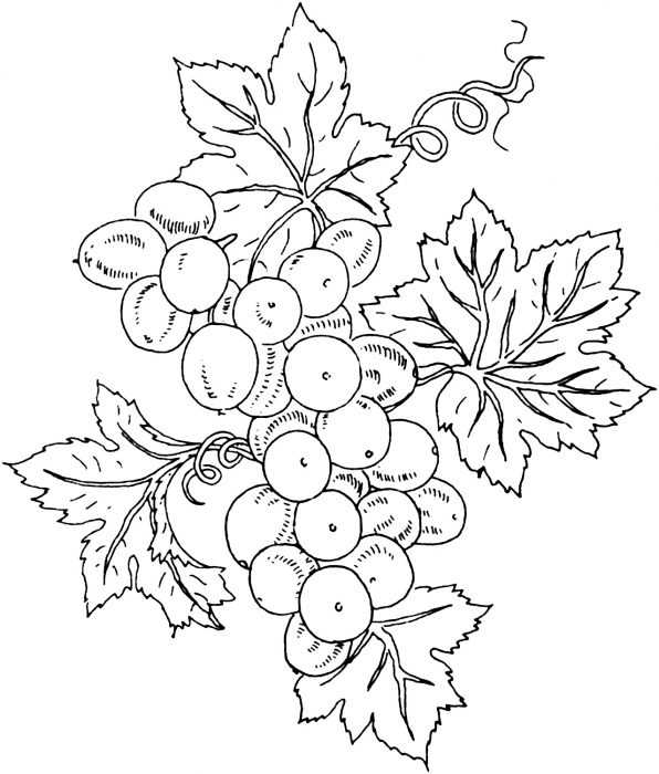 Immagini di viburno per bambini 80 disegni