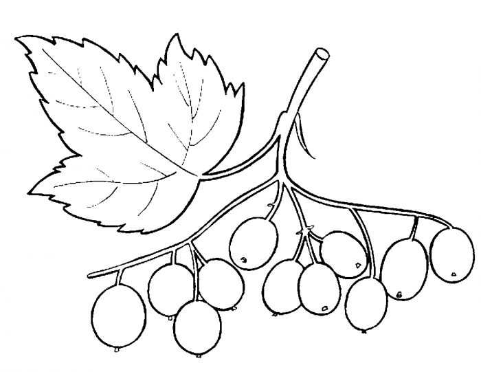 Immagini di viburno per bambini 80 disegni
