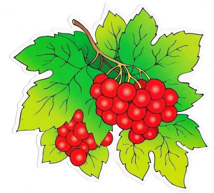 Immagini di viburno per bambini 80 disegni