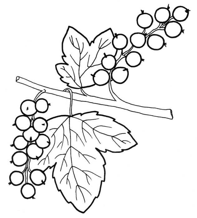 Immagini di viburno per bambini 80 disegni