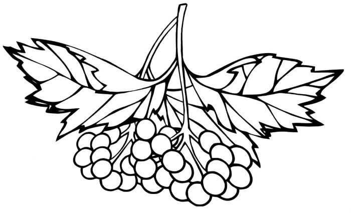Immagini di viburno per bambini 80 disegni