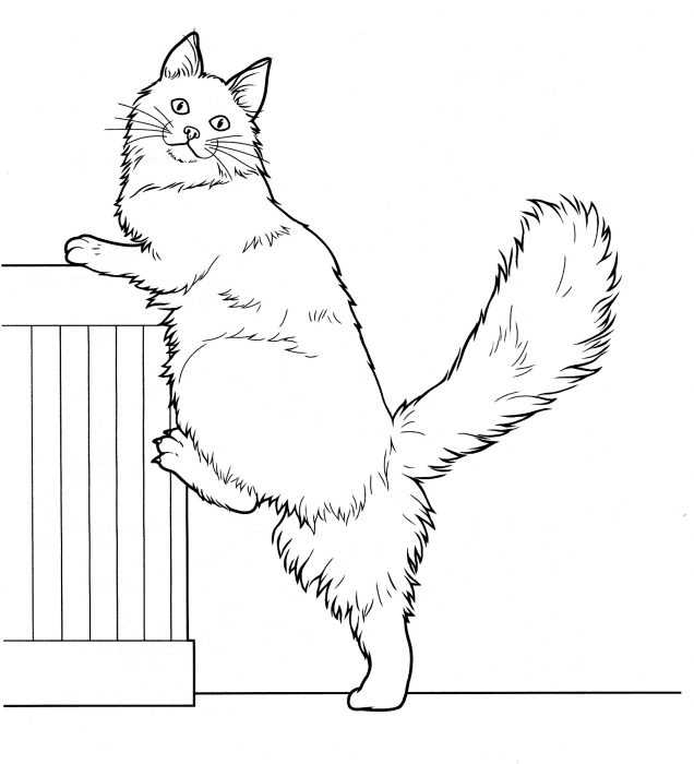 Katzen Malvorlagen für Kinder 50 Bilder