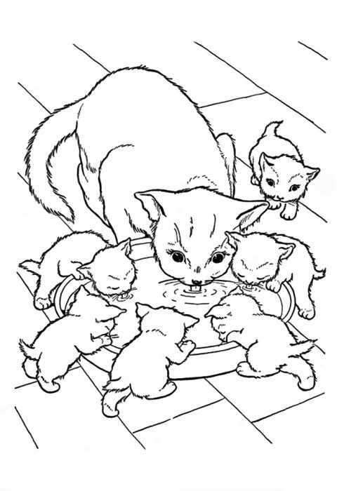 Katzen Malvorlagen für Kinder 50 Bilder