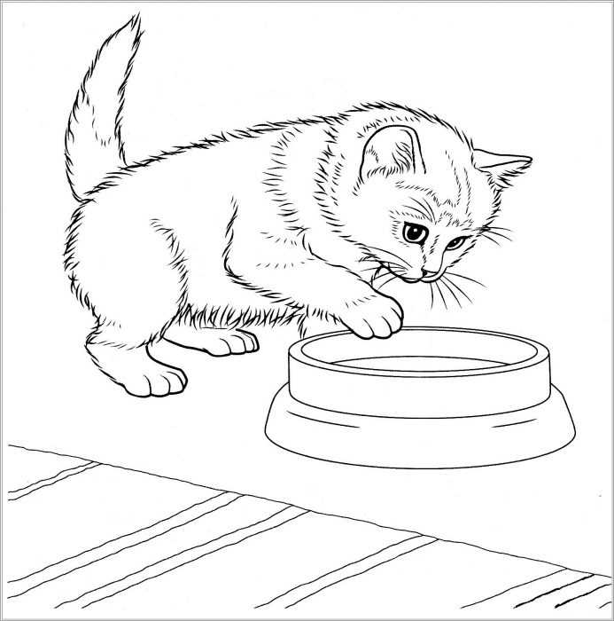 Katzen Malvorlagen für Kinder 50 Bilder