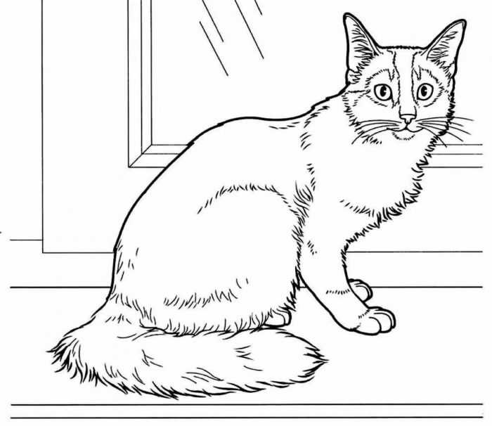 Katzen Malvorlagen für Kinder 50 Bilder