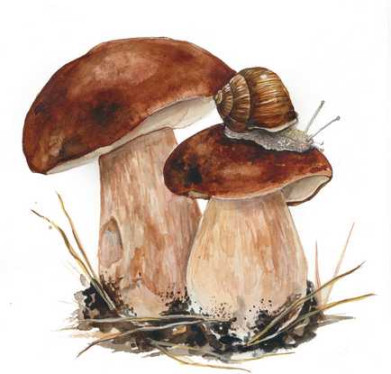 Pilze Zeichnungen mit Bleistift, Aquarell 70 Bilder