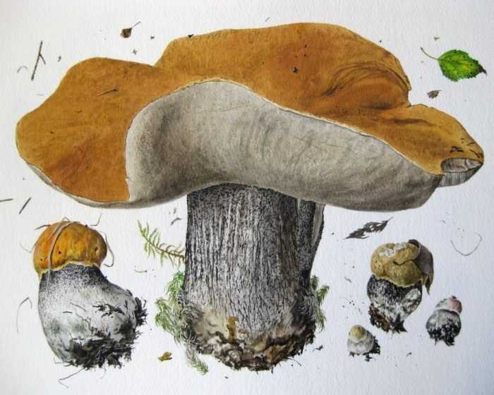 Pilze Zeichnungen mit Bleistift, Aquarell 70 Bilder