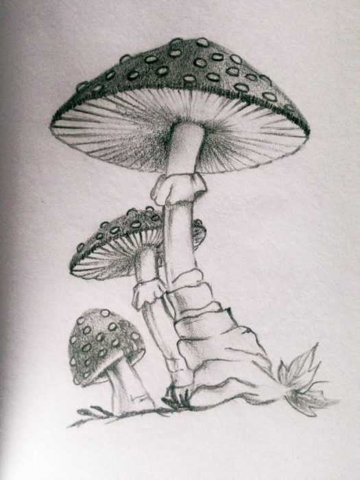 Pilze Zeichnungen mit Bleistift, Aquarell 70 Bilder
