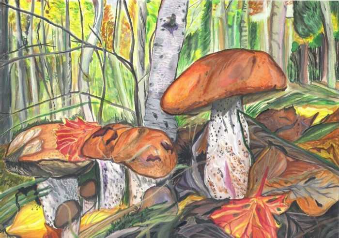 Pilze Zeichnungen mit Bleistift, Aquarell 70 Bilder