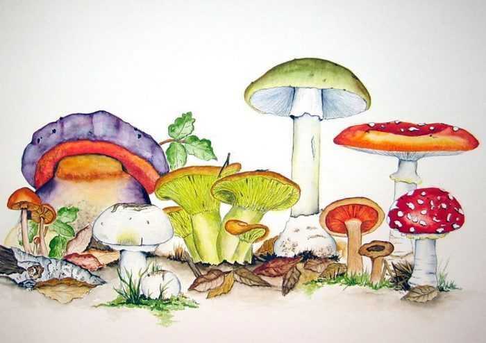 Pilze Zeichnungen mit Bleistift, Aquarell 70 Bilder