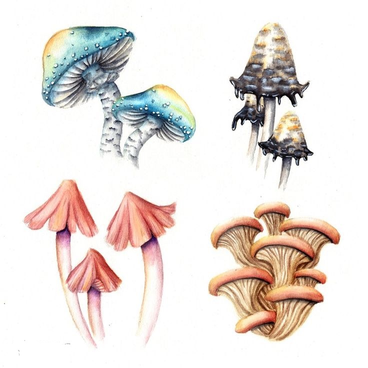 Pilze Zeichnungen mit Bleistift, Aquarell 70 Bilder