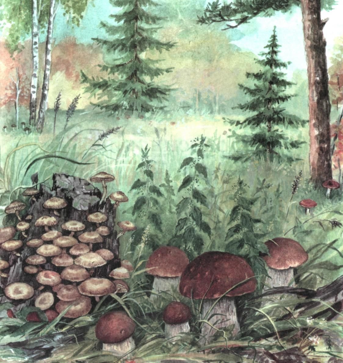 Pilze Zeichnungen mit Bleistift, Aquarell 70 Bilder
