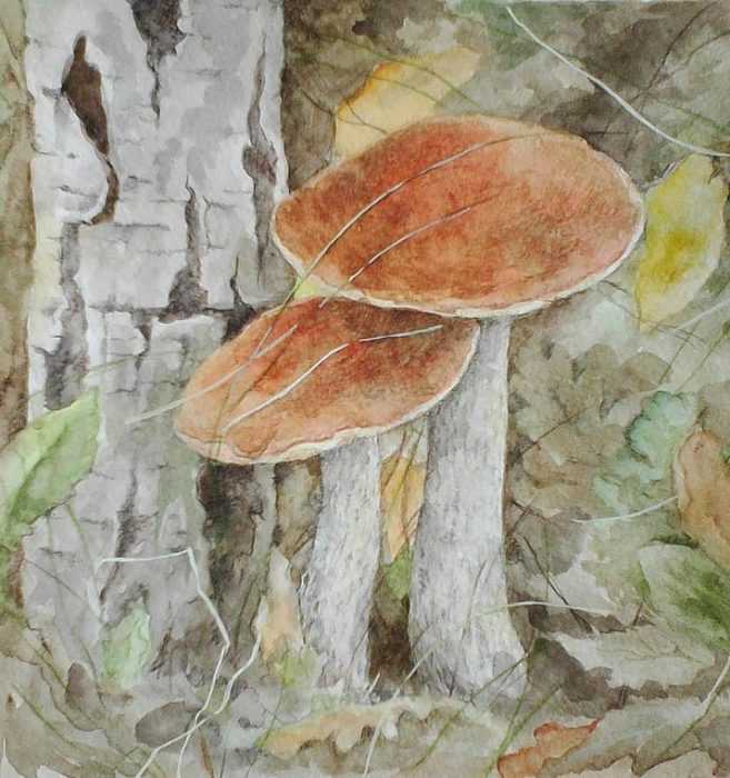 Pilze Zeichnungen mit Bleistift, Aquarell 70 Bilder