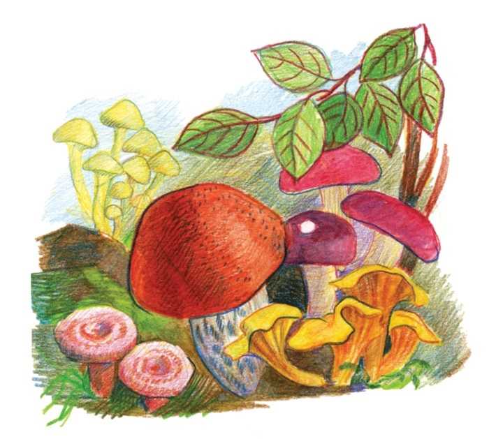 Pilze Zeichnungen mit Bleistift, Aquarell 70 Bilder