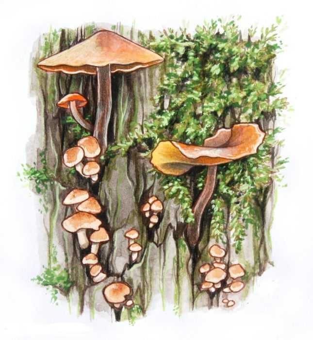 Pilze Zeichnungen mit Bleistift, Aquarell 70 Bilder