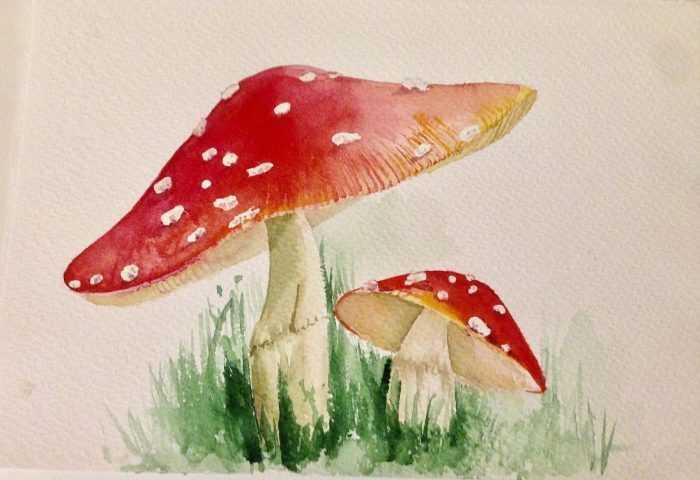 Pilze Zeichnungen mit Bleistift, Aquarell 70 Bilder