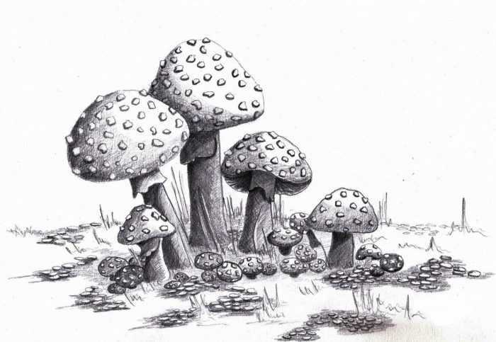 Pilze Zeichnungen mit Bleistift, Aquarell 70 Bilder