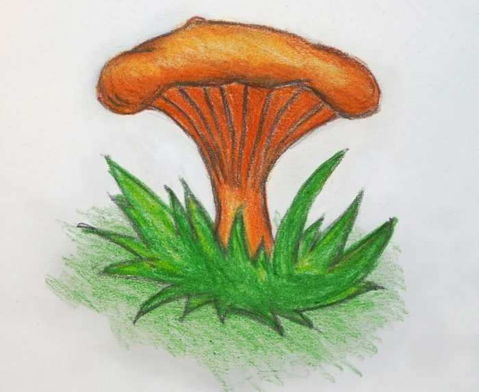 Pilze Zeichnungen mit Bleistift, Aquarell 70 Bilder
