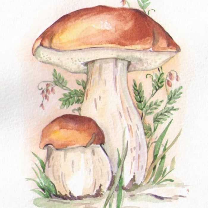 Pilze Zeichnungen mit Bleistift, Aquarell 70 Bilder