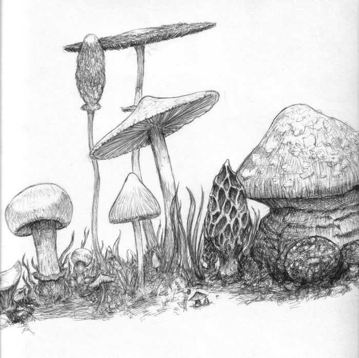 Pilze Zeichnungen mit Bleistift, Aquarell 70 Bilder