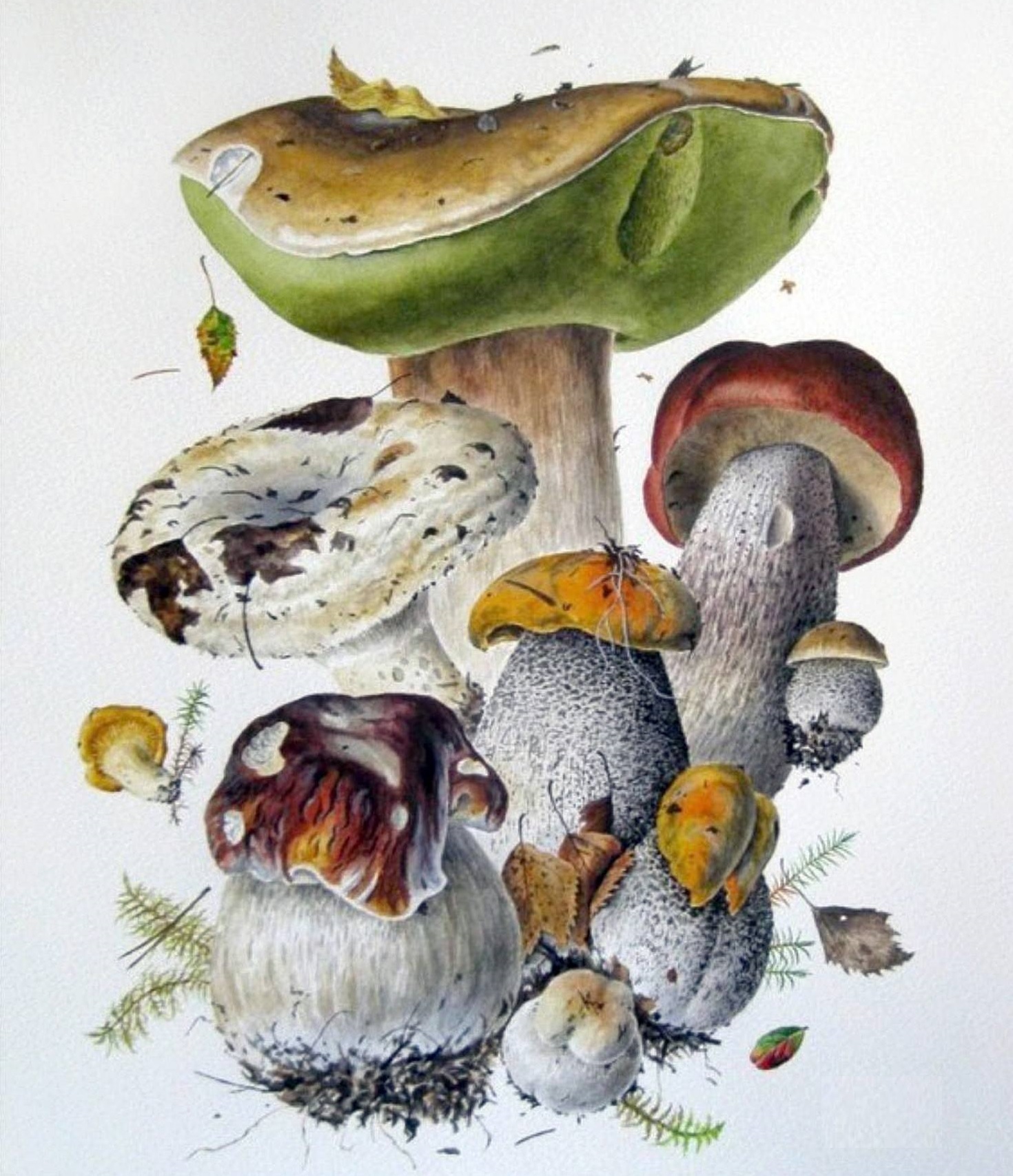 Pilze Zeichnungen mit Bleistift, Aquarell 70 Bilder