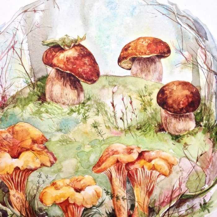 Pilze Zeichnungen mit Bleistift, Aquarell 70 Bilder