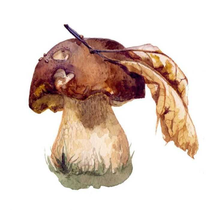 Pilze Zeichnungen mit Bleistift, Aquarell 70 Bilder