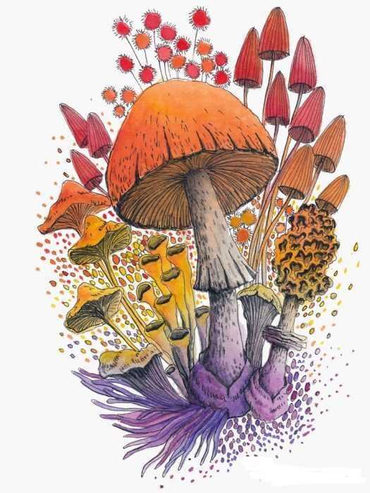 Pilze Zeichnungen mit Bleistift, Aquarell 70 Bilder