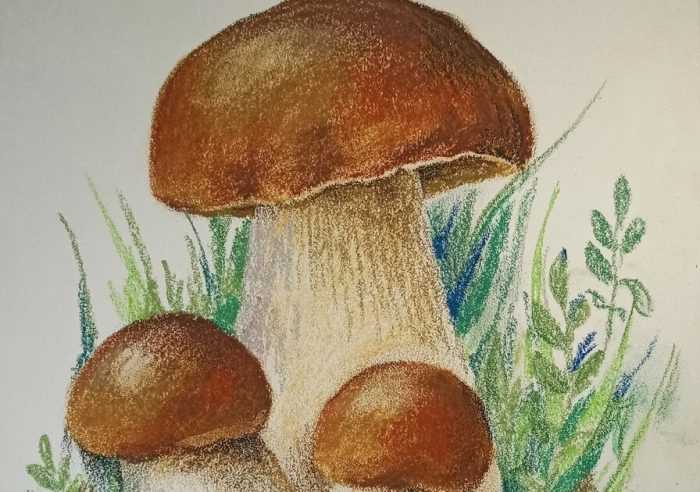 Pilze Zeichnungen mit Bleistift, Aquarell 70 Bilder