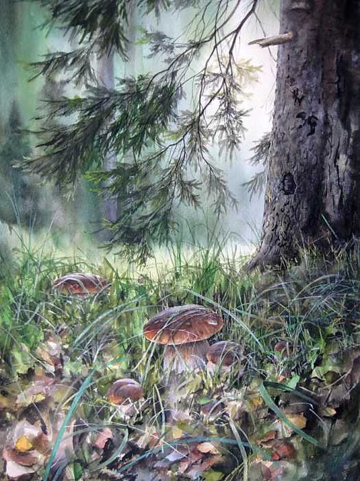 Pilze Zeichnungen mit Bleistift, Aquarell 70 Bilder