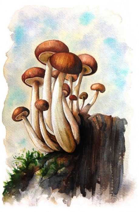 Pilze Zeichnungen mit Bleistift, Aquarell 70 Bilder